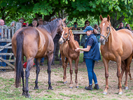 KS300622-33 - Cupboard Love & foal by Territories